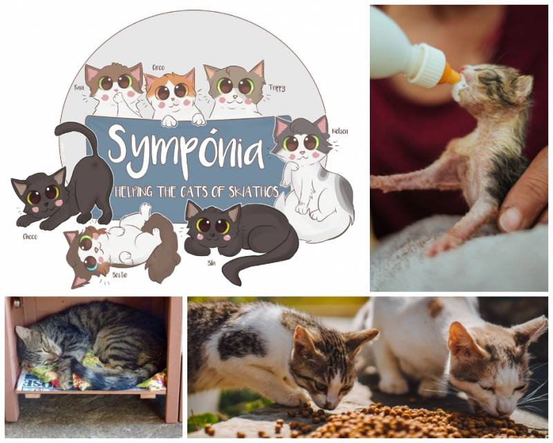 Δείξτε #Sympónia: Βοηθήστε μας να βοηθήσουμε τις γάτες της Σκιάθου!
