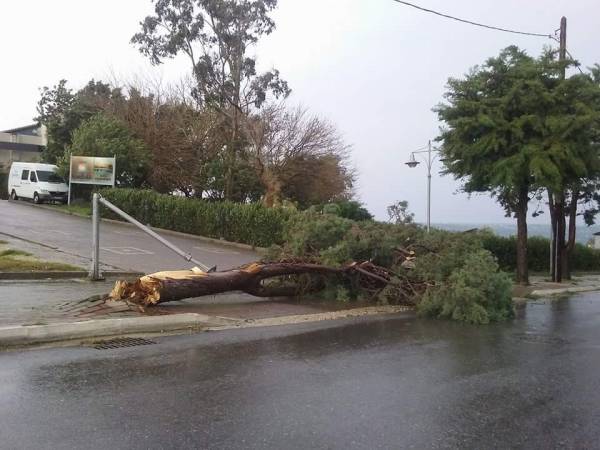 Ισχυροί άνεμοι στην Τριφυλία: Ξεριζώθηκαν δένδρα στην Κυπαρισσία