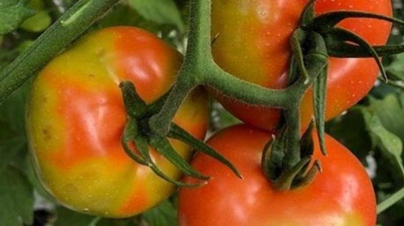 Μεσσηνία: Καστανή Ρυτίδωση στην ντομάτα – Συμπτώματα και αντιμετώπιση