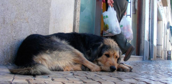 Πρόγραμμα ολοκληρωμένων δράσεων για την περισυλλογή και διαχείριση των αδέσποτων ζώων συντροφιάς στην Τρίπολη  