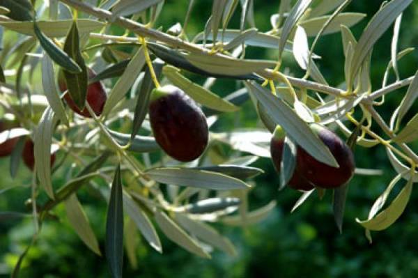 Ξεκίνησε η δακοκτονία και στην Τριφυλία