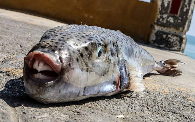Εισβολή ξενικών ψαριών στο Αιγαίο, από την Ερυθρά θάλασσα - Κάποια τοξικά και επικίνδυνα