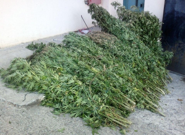 Ξεριζώθηκαν 70 χασισόδενδρα  στην Aνδρούσα