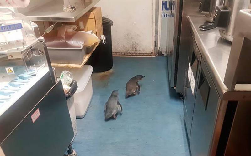 «Συνελήφθησαν» πιγκουίνοι - διαρρήκτες που έβαλαν στο στόχαστρό τους εστιατόριο σούσι (Βίντεο)