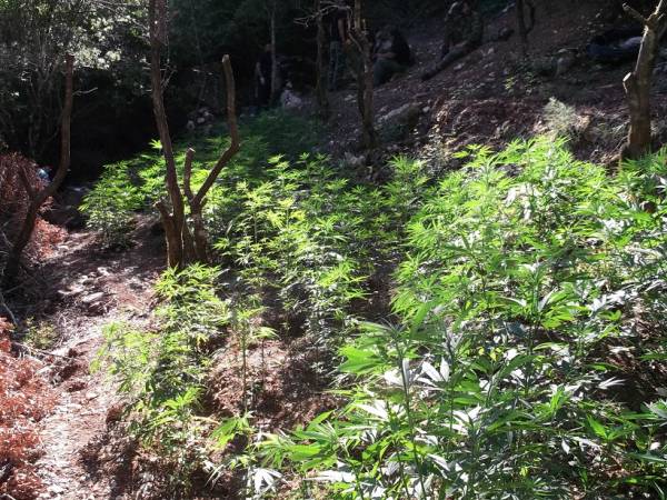 Χασισοκαλλιέργεια με 315 δενδρύλλια εντοπίστηκε σε περιοχή του Δήμου Πύλου - Νέστορος