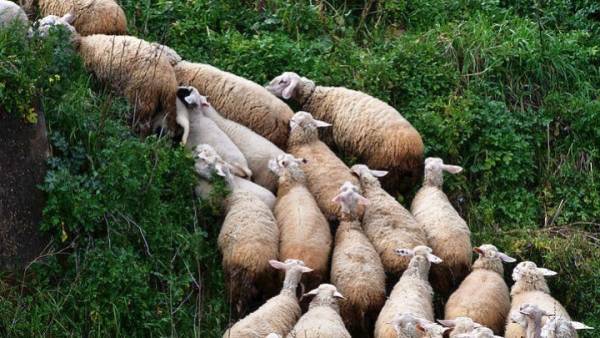 Λαμία: Περιλαίμια στα αιγοπρόβατα που διώχνουν τους λύκους