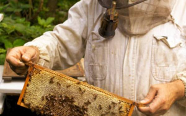 Μελισσοκόμοι της Πελοποννήσου κατά του ασφαλιστικού