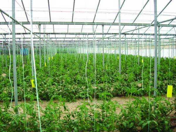 Φυτεύσεις σε 2.800 στρέμματα θερμοκηπιακών καλλιεργειών στην Τριφυλία