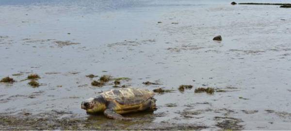 Εντοπισμός νεκρής θαλάσσιας χελώνας στο Πόρτο Λάγος