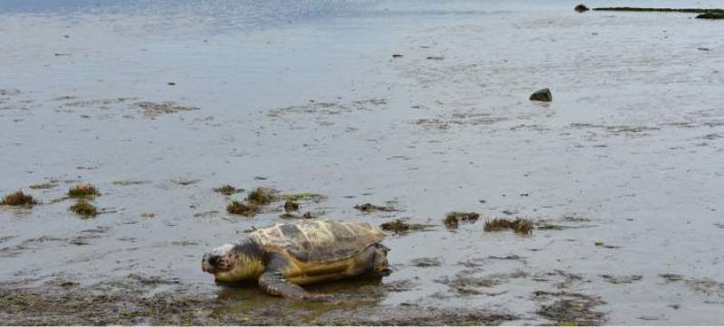 Εντοπισμός νεκρής θαλάσσιας χελώνας στο Πόρτο Λάγος
