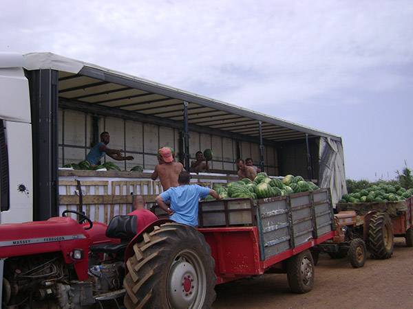4.000 τόνοι καρπούζι έχουν  ήδη μαζευτεί στην Τριφυλία