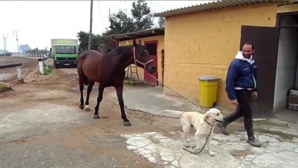 Σκύλος τραβάει άλογο (Βίντεο)