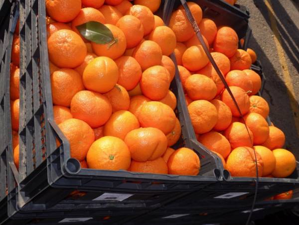 Ερώτηση Δαβάκη για ενίσχυση στα πορτοκάλια 
