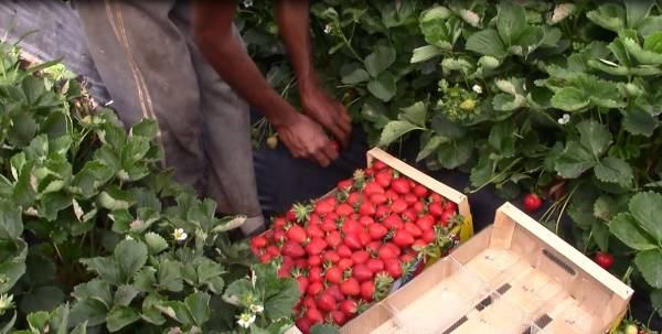 Καλλιέργεια φράουλας από την Ηλεία μέχρι τη Μάνη (βίντεο)