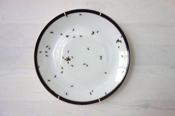 Θα τρώγατε σε ένα πανάκριβο σερβίτσιο γεμάτο μυρμήγκια;