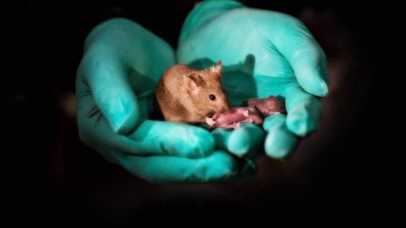 Κινέζοι επιστήμονες δημιούργησαν υγιή ποντίκια από γονείς ιδίου φύλου