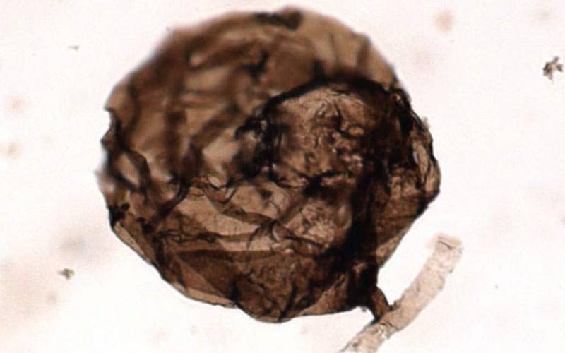 Επιστήμονες ανακάλυψαν το αρχαιότερο απολίθωμα μύκητα