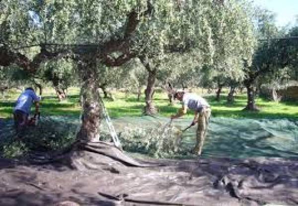 Η ελαιοκαλλιέργεια χρειάζεται  υποδομές και όχι λιτανείες