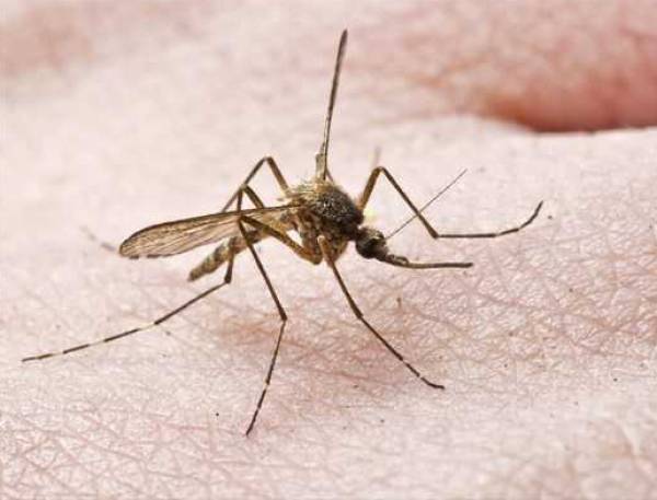 Σύμβαση για καταπολέμηση των κουνουπιών στο Δήμο Πύλου - Νέστορος 