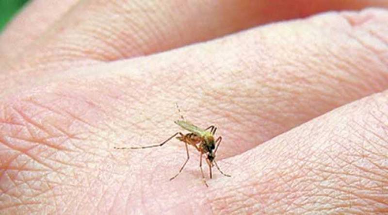 Καταπολέμηση κουνουπιών στο Δήμο Τριφυλίας