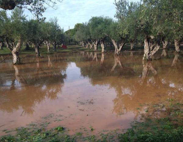 Μεσσηνία: Ζημιές από χαλάζι σε καλλιέργειες στην Τριφυλία - Προβλήματα και στην πόλη των Γαργαλιάνων