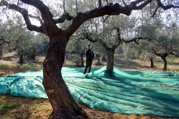 Νέος κανονισμός της Ε.Ε. για τα βιολογικά: Μικρότερο κόστος και πιο απλές διαδικασίες για μικροπαραγωγούς