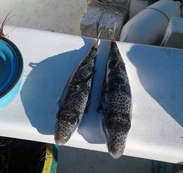 2 λαγοκέφαλοι πιάστηκαν από ερασιτέχνη ψαρά στην Αγία Κυριακή Φιλιατρών