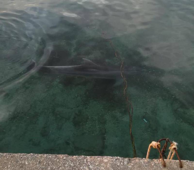 Δελφίνι στο λιμάνι της Κορώνης (φωτογραφίες & βίντεο)