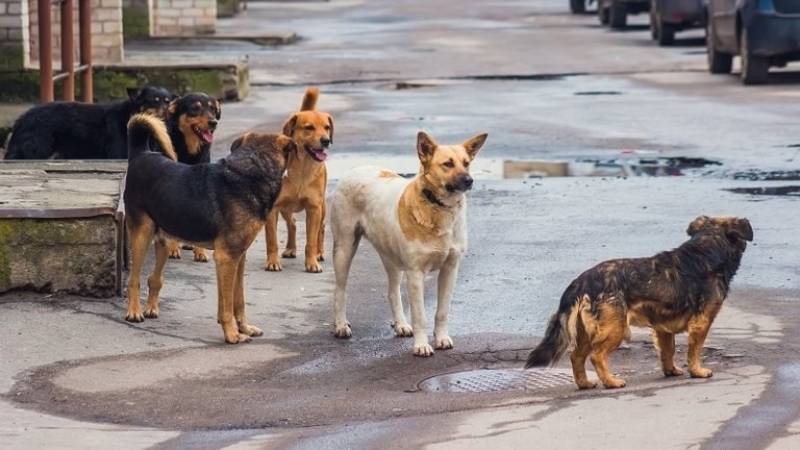 Μαυροβούνιο: Μια φιλόζωη γυναίκα κινδυνεύει να φυλακιστεί επειδή τάιζε αδέσποτα σκυλιά