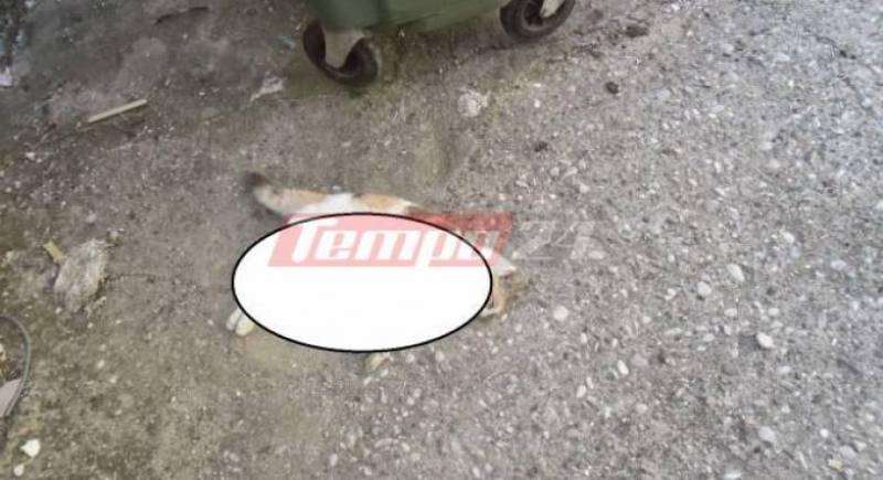 Φρίκη στην Πάτρα: Αγνωστος σκότωσε με φρικτό τρόπο 8 γάτες
