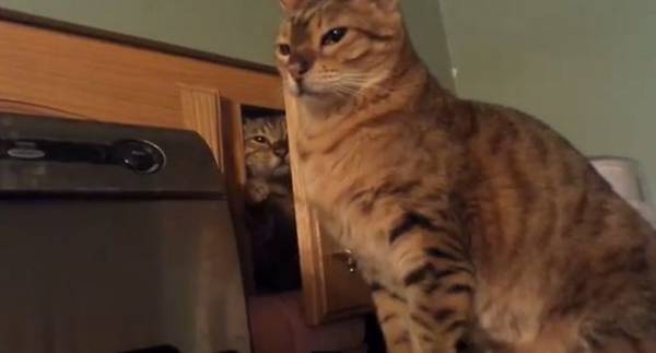 Βίντεο: Τέτοιο ύπουλο χαστούκι, μόνο γάτα θα μπορούσε να το ρίξει