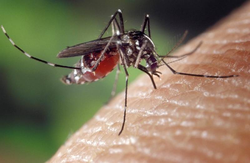 Για πρόβλημα με τα κουνούπια στις αστικές περιοχές της Μεσσηνίας ενημερώνει η “Αναπτυξιακή”