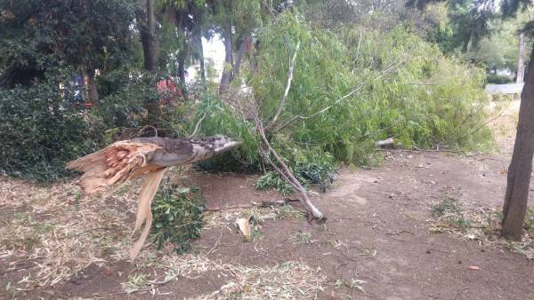 Σπασμένα δέντρα και κλαδιά σε διάφορες περιοχές της Καλαμάτας (φωτογραφίες)