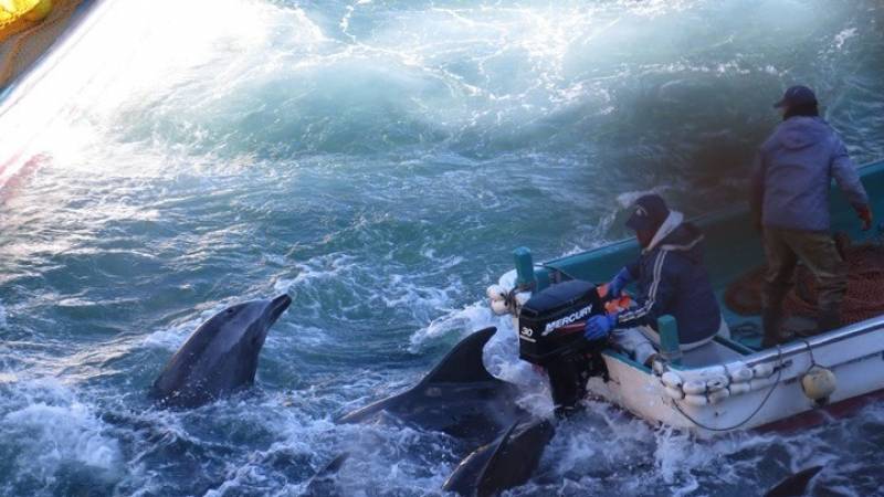 Ιαπωνία: Προσφυγή στη δικαιοσύνη κατά του κυνηγιού δελφινιών στο Ταϊτζί
