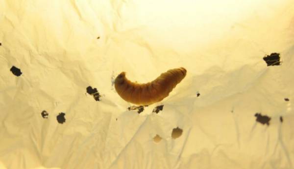 Ανακαλύφθηκε έντομο που τρώει πλαστικά