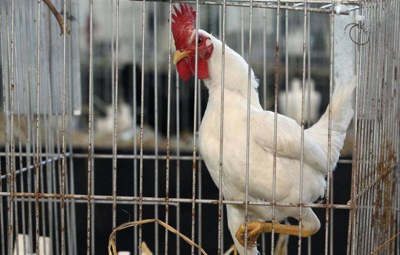 Τουρκία: Κόκορας που κάνει αυγά προκαλεί ζάλη σε αγρότες