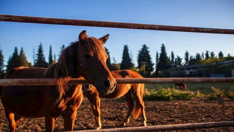 Ιωάννινα: Νεκρά άλογα από πυροβολισμό με κυνηγετικό όπλο