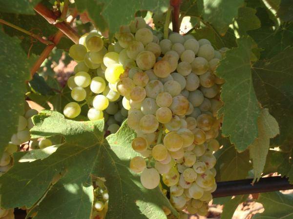 200 τα κρασιά από την Πελοπόννησο στο &quot;Peloponnese Wine Festival&quot; Λεμεσού 