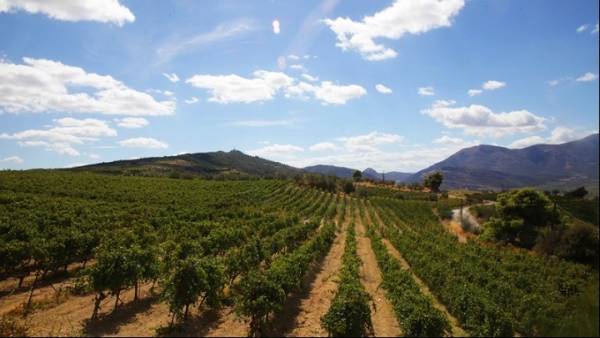 Εκτιμήσεις για μείωση 10,5% στην παραγωγή κρασιού στη χώρα μας το 2018