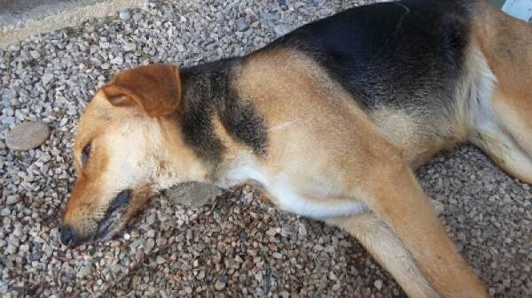 Μεσσηνία: Φόλες σκότωσαν σκυλιά και τσακάλια στο Καφού