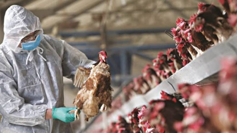 Βουλγαρία: Εστία γρίπης των πτηνών εντόπισαν οι Αρχές
