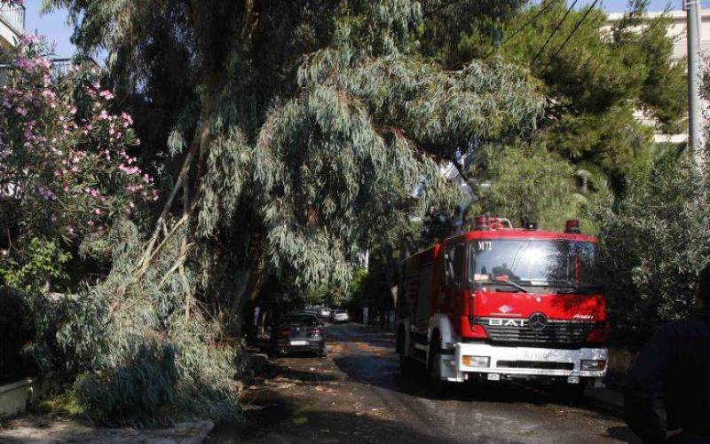 Πτώσεις δέντρων στη Θεσσαλονίκη λόγω της κακοκαιρίας