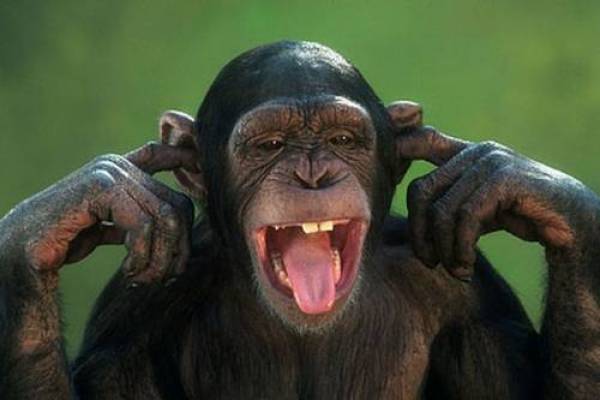 Ο εγκέφαλος των ανθρώπων υπερέχει των χιμπατζήδων επειδή επηρεάζεται περισσότερο από το περιβάλλον