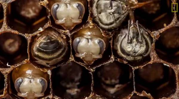 Οι πρώτες 21 μέρες της ζωής μιας μέλισσας σε 60 δευτερόλεπτα