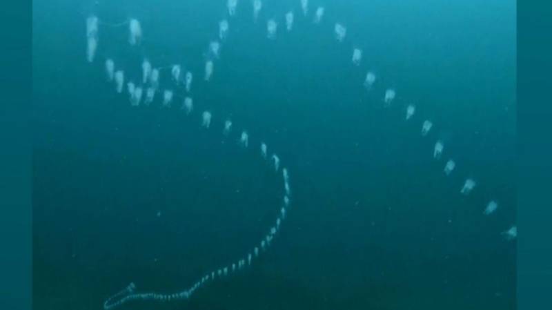 Καλιφόρνια: Δύτης εντοπίζει παράξενο θαλάσσιο πλάσμα (Βίντεο)