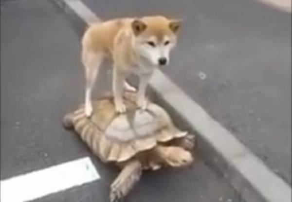 Σκύλος χρησιμοποιεί χελώνα για μεταφορικό μέσο...