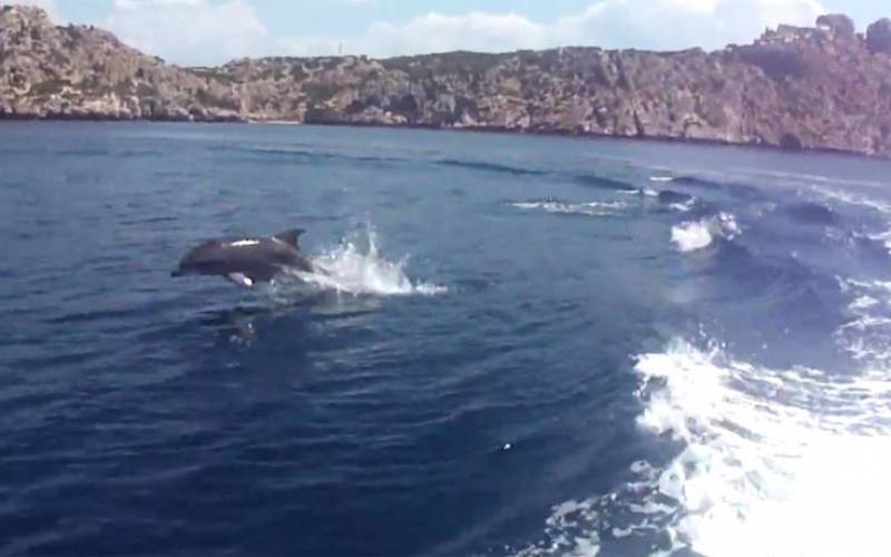 Μοναδικές εικόνες με δελφίνια στην Κορινθία (Βίντεο)