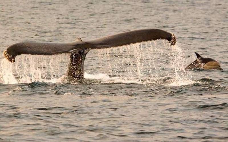 Κάμερα κατέγραψε δελφίνια να παίζουν με φάλαινες στις ιρλανδικές ακτές (Βίντεο)