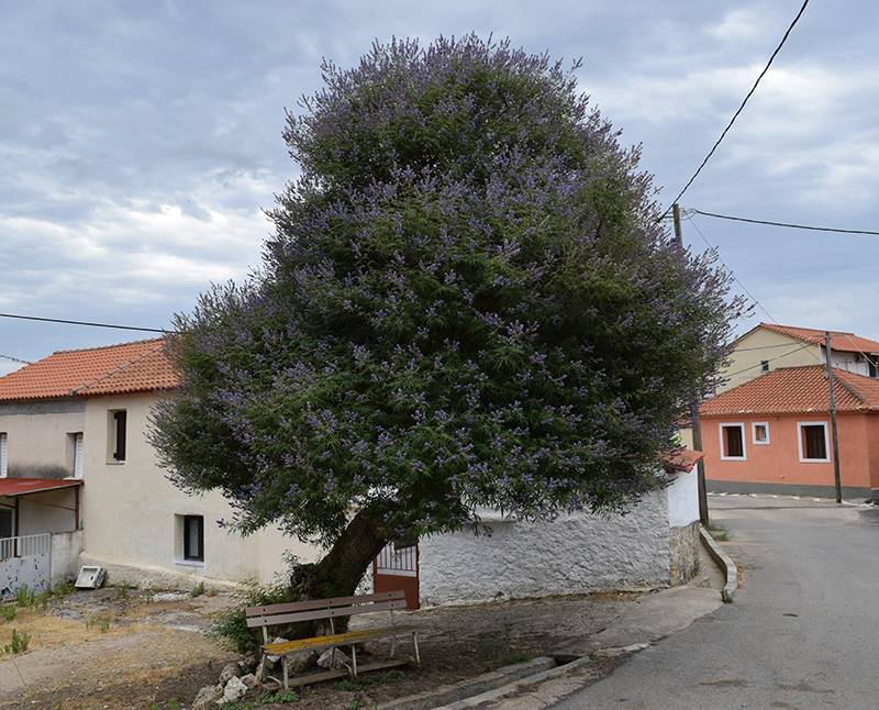 Κατάλογος διατηρητέων μνημείων της φύσης: Υποψήφια για ένταξη δύο αιωνόβια δέντρα στη Μεσσηνία