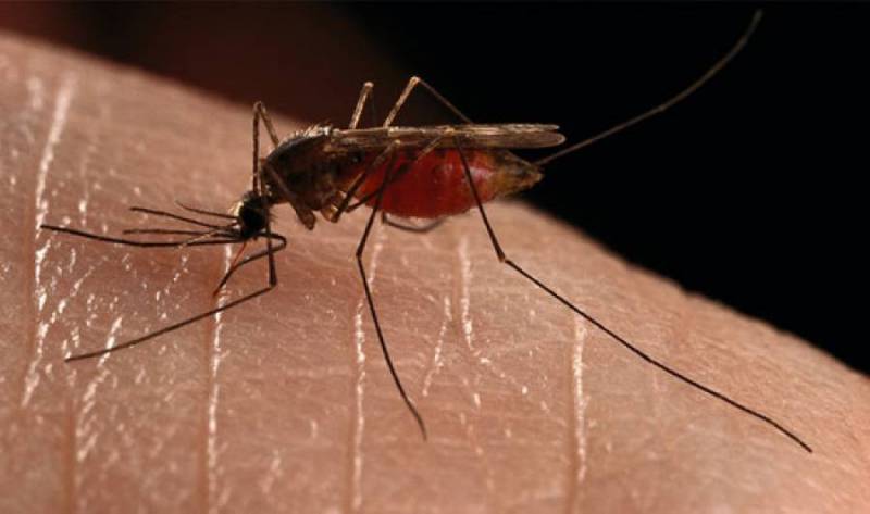 Το πρόγραμμα καταπολέμησης των κουνουπιών στη Μεσσηνία